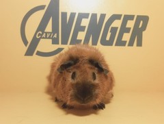 Okoye Avenger Cavia