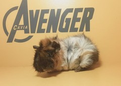 Proxima Avenger Cavia