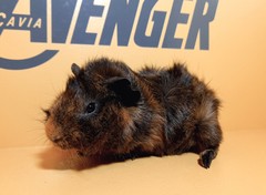 Pikachu Avenger Cavia