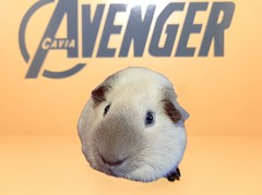 Rocket Avenger Cavia