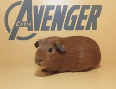 Nakia Avenger Cavia