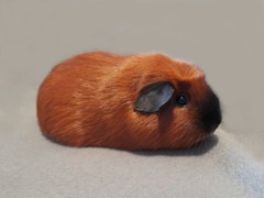 Kubík Avenger Cavia