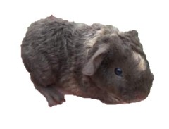 Jareček Avenger Cavia