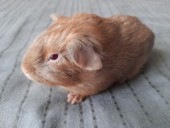 Damián Avenger cavia