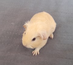 Florián Avenger Cavia