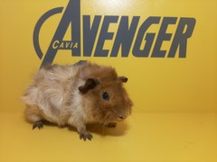 Quil Avenger Cavia