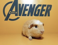 Happy Avenger Cavia