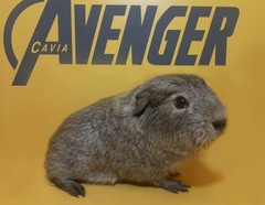 Virginia Avenger Cavia