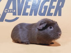 Happy Avenger Cavia