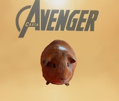 Sam Avenger Cavia