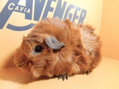 Titán Avenger Cavia