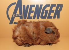 Titán Avenger Cavia