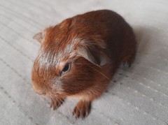 Gustav Avenger Cavia