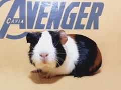 Gerda Avenger Cavia