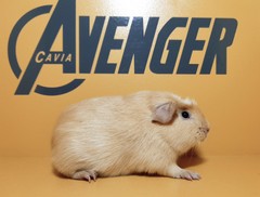 Happy Avenger Cavia