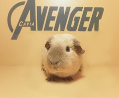 Hope Avenger Cavia