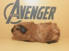 Okoye Avenger Cavia