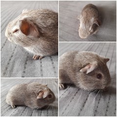 Golem Avenger Cavia