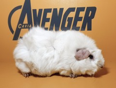 Zenon Avenger Cavia