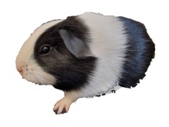 Bublina Avenger Cavia