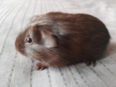 Goliáš Avenger Cavia