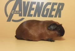 Kimura Avenger Cavia