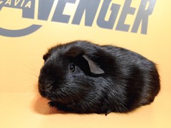 Calisto Avenger Cavia