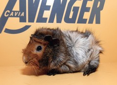 Kuba Avenger Cavia