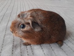 Danuška Avenger Cavia