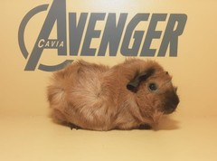 Okoye Avenger Cavia