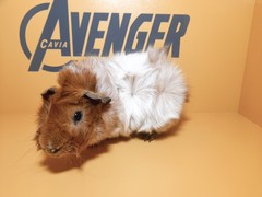 Quentin Avenger Cavia