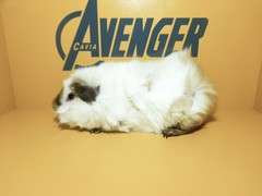 Zita Avenger Cavia