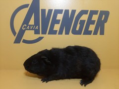 Sage Avenger Cavia