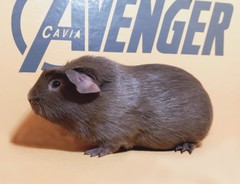 Hope Avenger Cavia