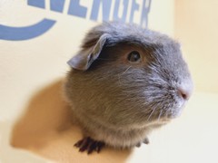 Happy Avenger Cavia