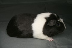 Witcher Cavia Bohemia