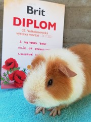 27. Velkolosenická výstava morčat