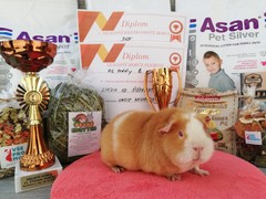 21.Výstava morčat Rychnov nad Kněžnou