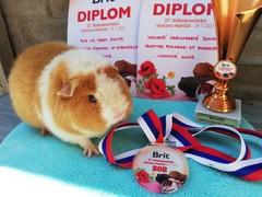 27. Velkolosenická výstava morčat