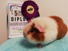 5. Žižkovská duo výstava morčat Praha