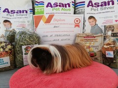 21.Výstava morčat Rychnov nad Kněžnou