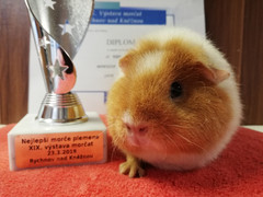 19. Výstava morčat Rychnov nad Kněžnou