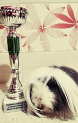 I. Výstava morčat v Moravském Krumlově