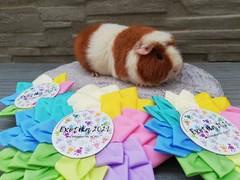 Exotika 2021 Lysá nad Labem