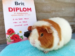 27. Velkolosenická výstava morčat