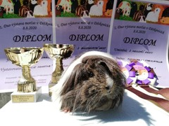 1.Duo Výstava morčat v Dětkovicích