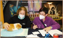 21.Výstava morčat Rychnov nad Kněžnou