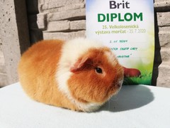 25. a 26. Velkolosenická výstava morčat