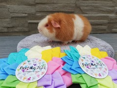 Exotika 2021 Lysá nad Labem