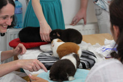 1.Duo Výstava morčat v Dětkovicích